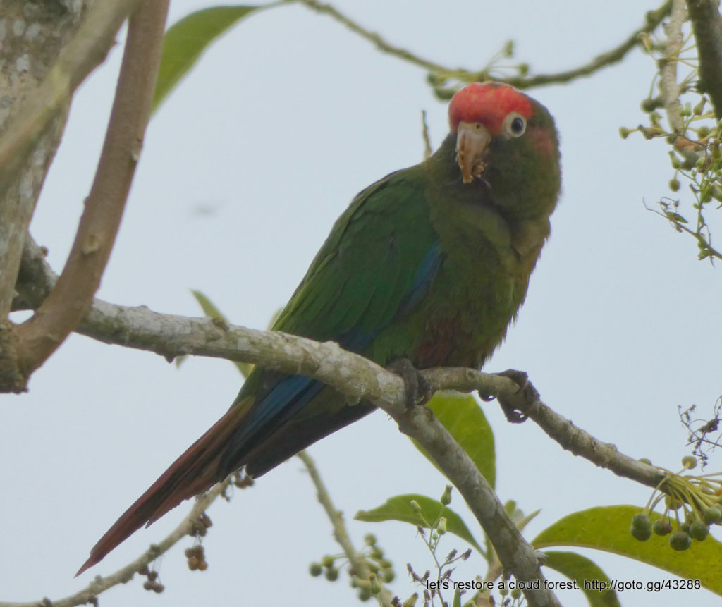 Let's restore a unique cloud forest in Venezuela