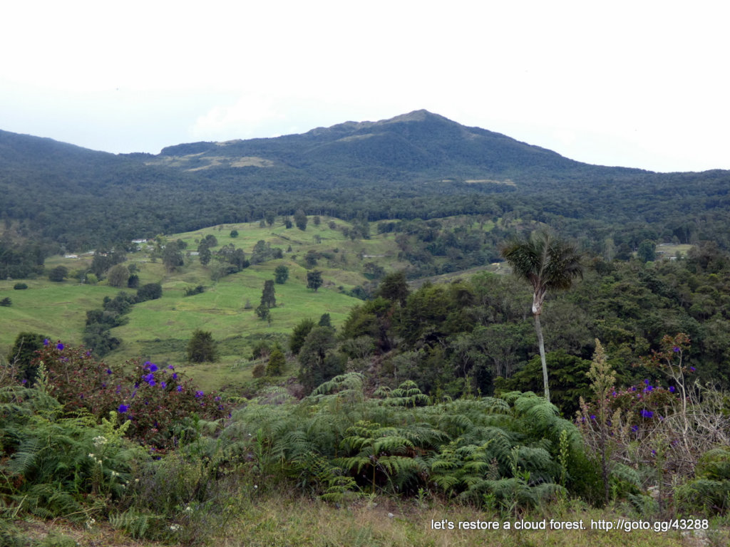 Let's restore a unique cloud forest in Venezuela