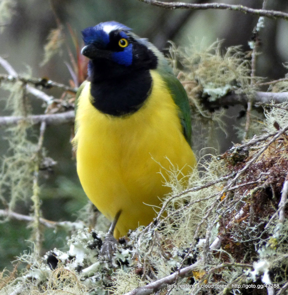 Let's restore a unique cloud forest in Venezuela