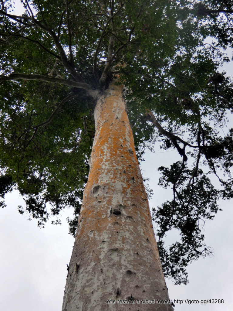 Let's restore a unique cloud forest in Venezuela