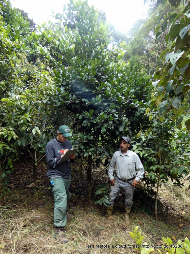 Let's restore a unique cloud forest in Venezuela