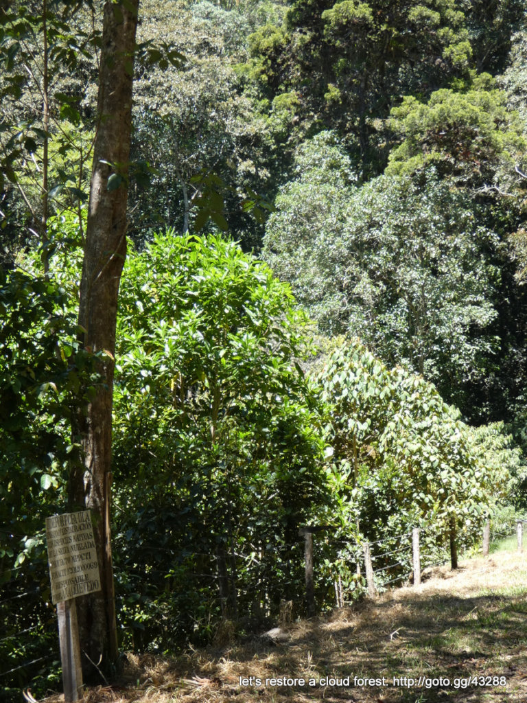 Let's restore a unique cloud forest in Venezuela
