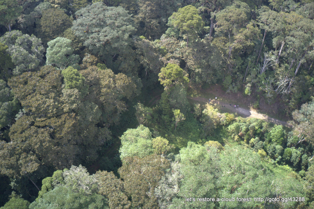 Let's restore a unique cloud forest in Venezuela