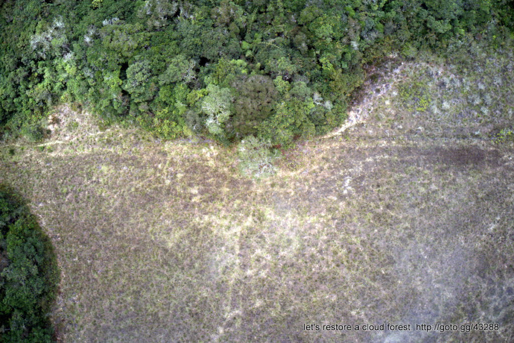 Let's restore a unique cloud forest in Venezuela