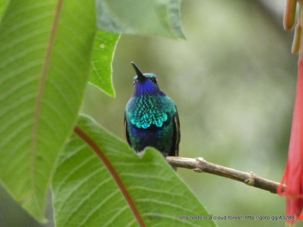 Let's restore a unique cloud forest in Venezuela