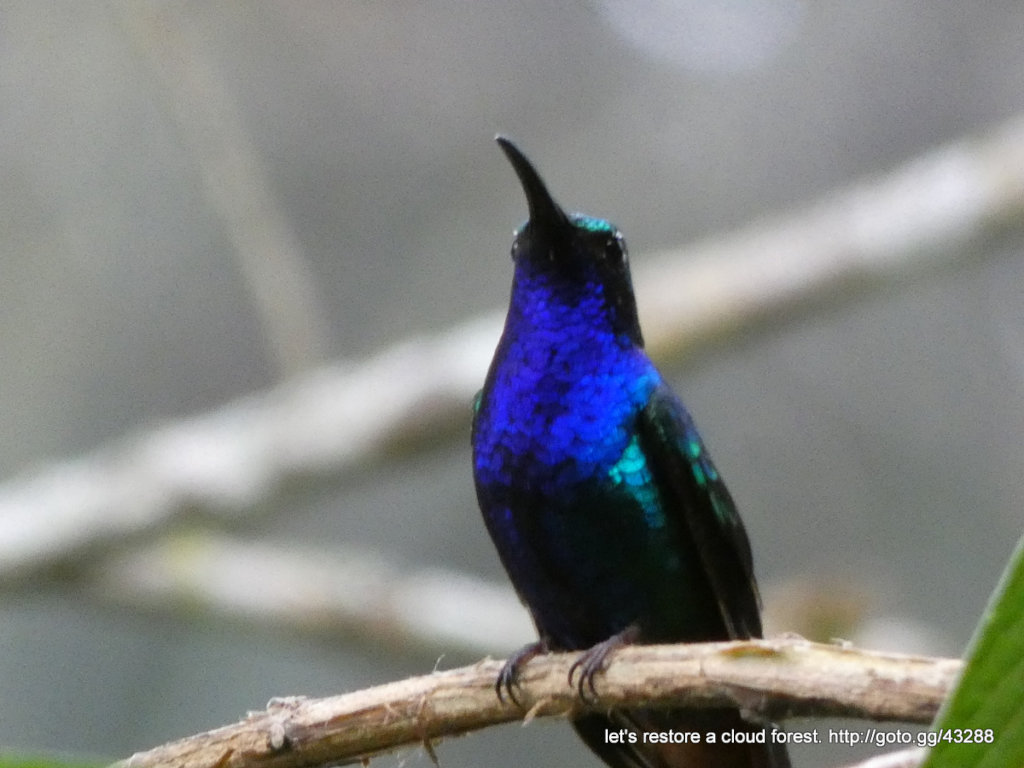 Let's restore a unique cloud forest in Venezuela