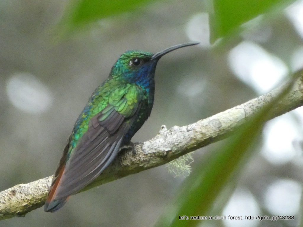 Let's restore a unique cloud forest in Venezuela