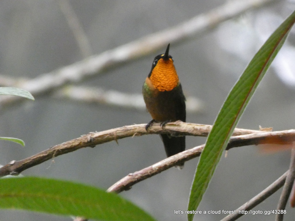 Let's restore a unique cloud forest in Venezuela