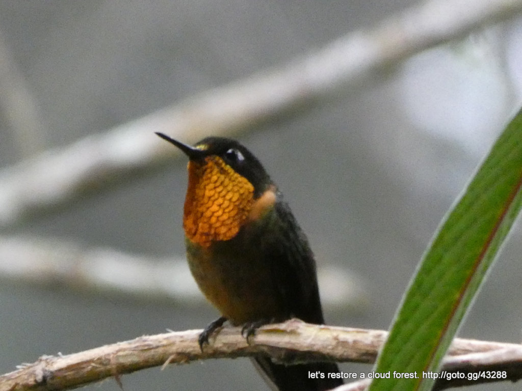 Let's restore a unique cloud forest in Venezuela