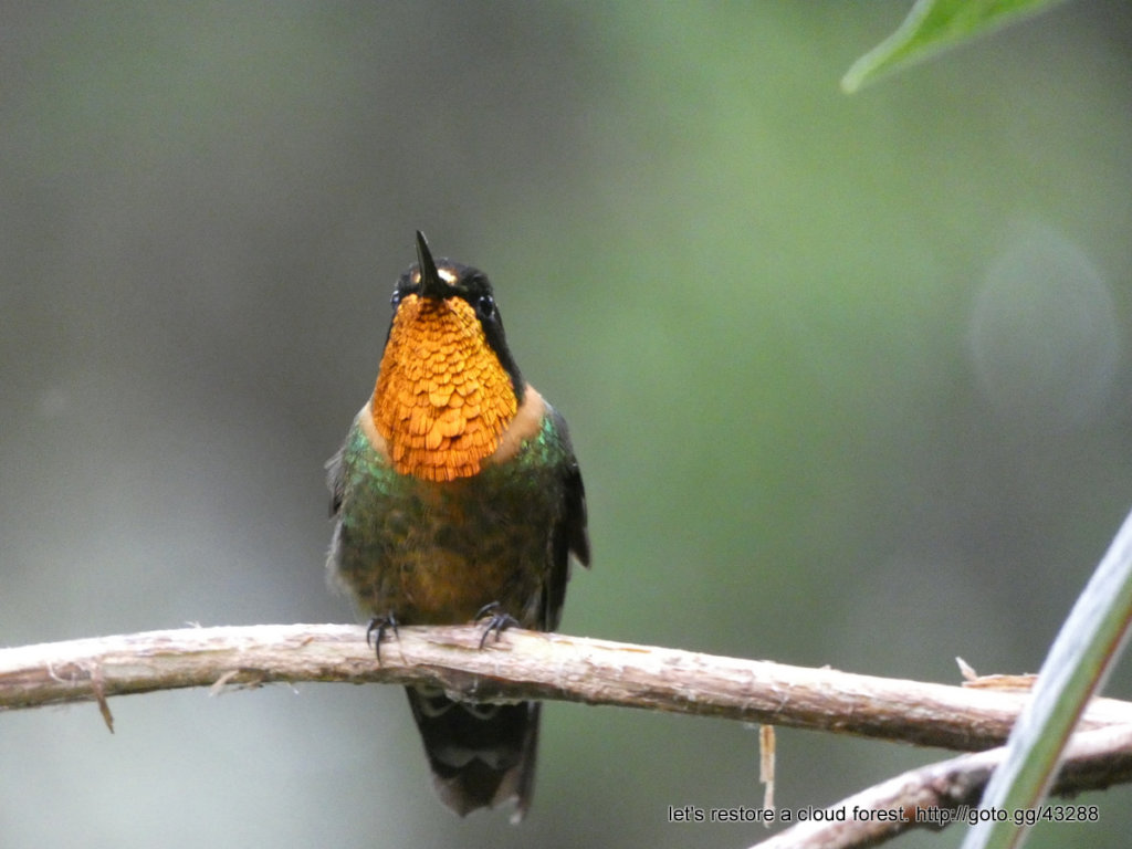 Let's restore a unique cloud forest in Venezuela