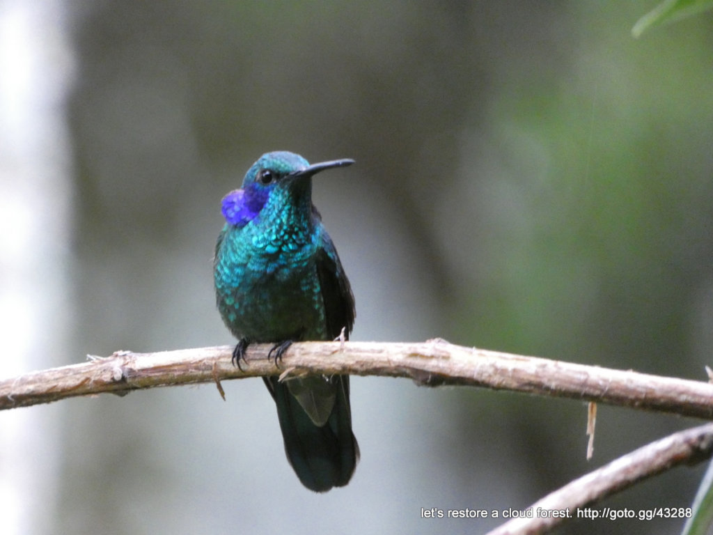 Let's restore a unique cloud forest in Venezuela