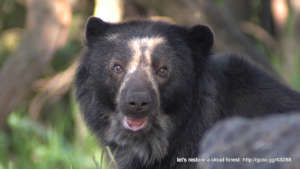 Spectacled bear (Tremarctos ornatus)