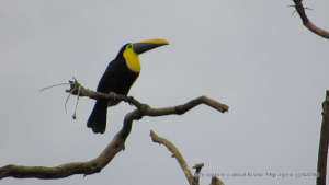 Diostede Toucan