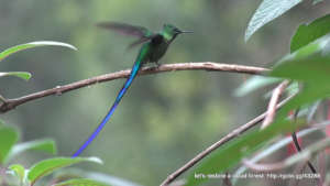 colibri cola larga