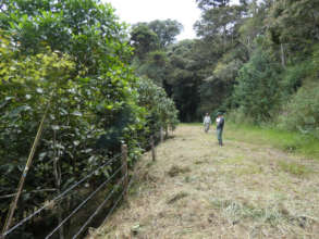 seven years mixed plantation
