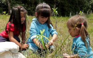 Let's restore a unique cloud forest in Venezuela