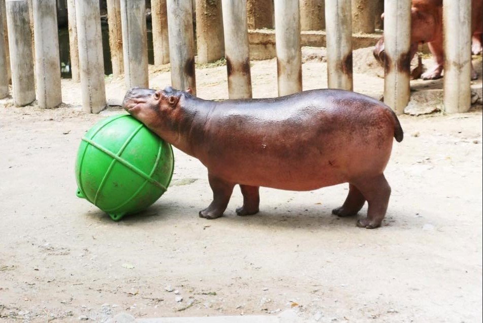 A hippo exploring a new enrichment toy