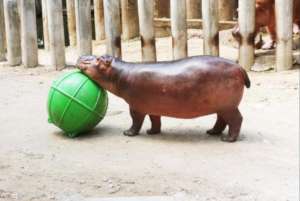A hippo exploring a new enrichment toy