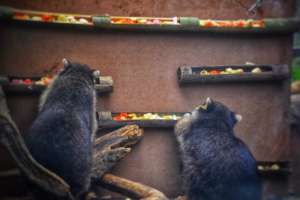 Raccoons foraging through puzzle feeders