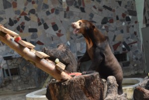A sun bear ready to climb