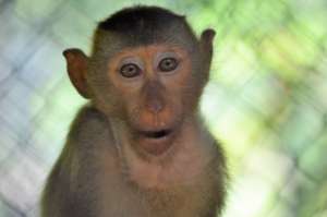 A young captive macaque