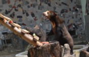 Help an Animal Live a Life Worth Living