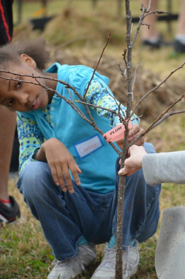 Let's teach kids about fruit trees!