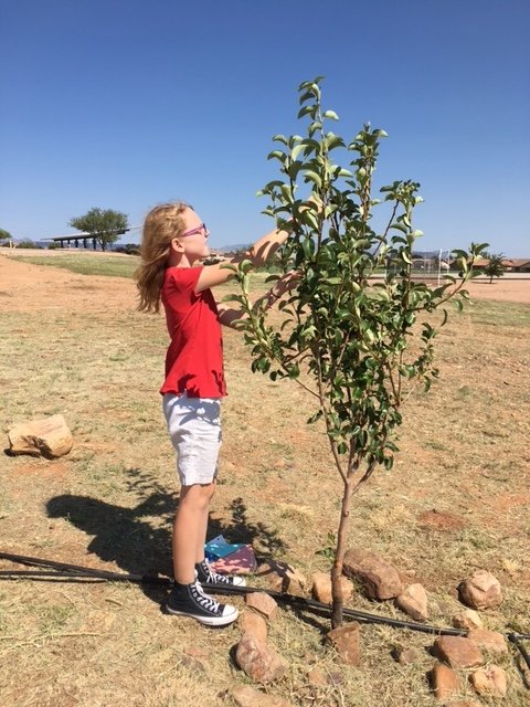 Let's teach kids about fruit trees!