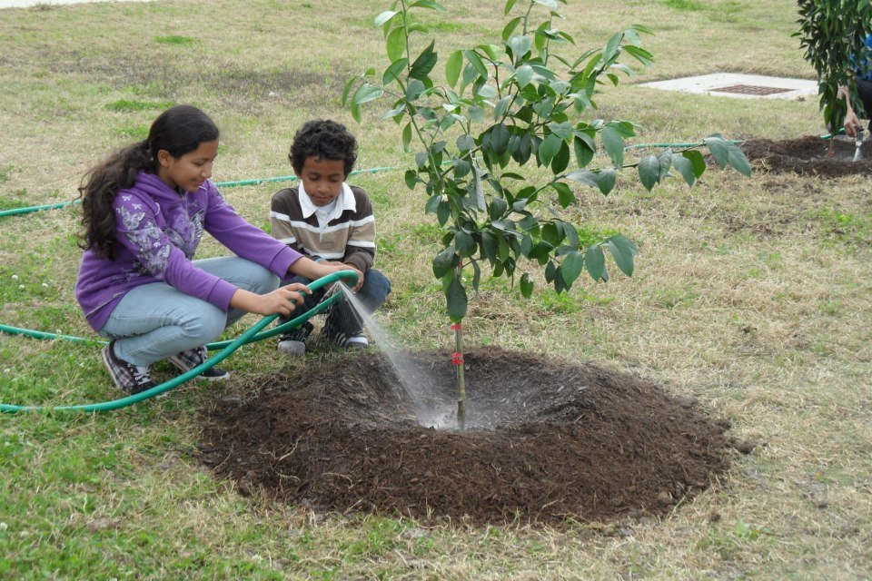 Let's teach kids about fruit trees!