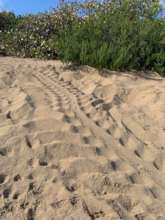 Leatherback Tracks at Southgate this Spring