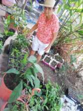 Community Member caring for seedlings from home