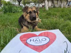 Steve, the resident Karabakh program puppy