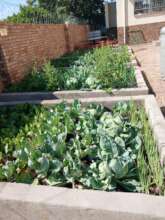 The vegetable garden for the children