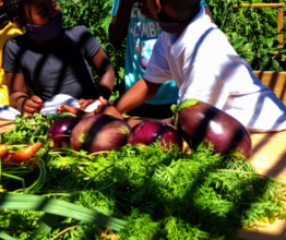 Children Learning As We Pick The Veggies For Lunch