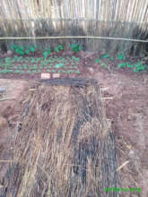 The president of the parents association' garden