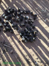 Bio-charcoal drying in the (evening) sun
