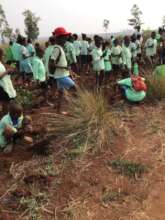 Reforestation kick-off for holiday celebrations