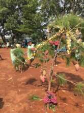 xmas tree in the schoolyard