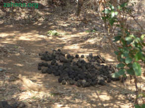 Drying bio-briquettes in the shade