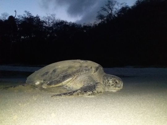Nesting green sea turtle from earlier this season