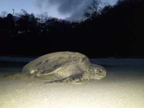 Nesting green sea turtle from earlier this season