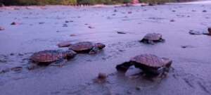 Critically endangered hawksbill hatchlings