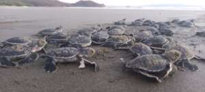 Baby sea turtles just after hatching