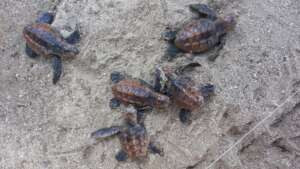 Recently hatched hawksbill sea turtles