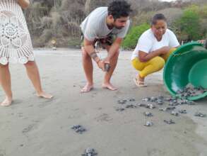 Green turtle release