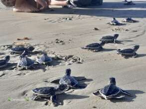 Baby green sea turtles head to the ocean