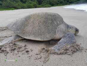 Beautiful olive ridley sea turtle