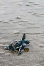 Recent green turtle hatchling in Nicaragua