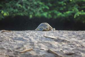 Daytime nesting olive ridley sea turtle