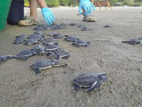 green sea turtles return to sea with your help